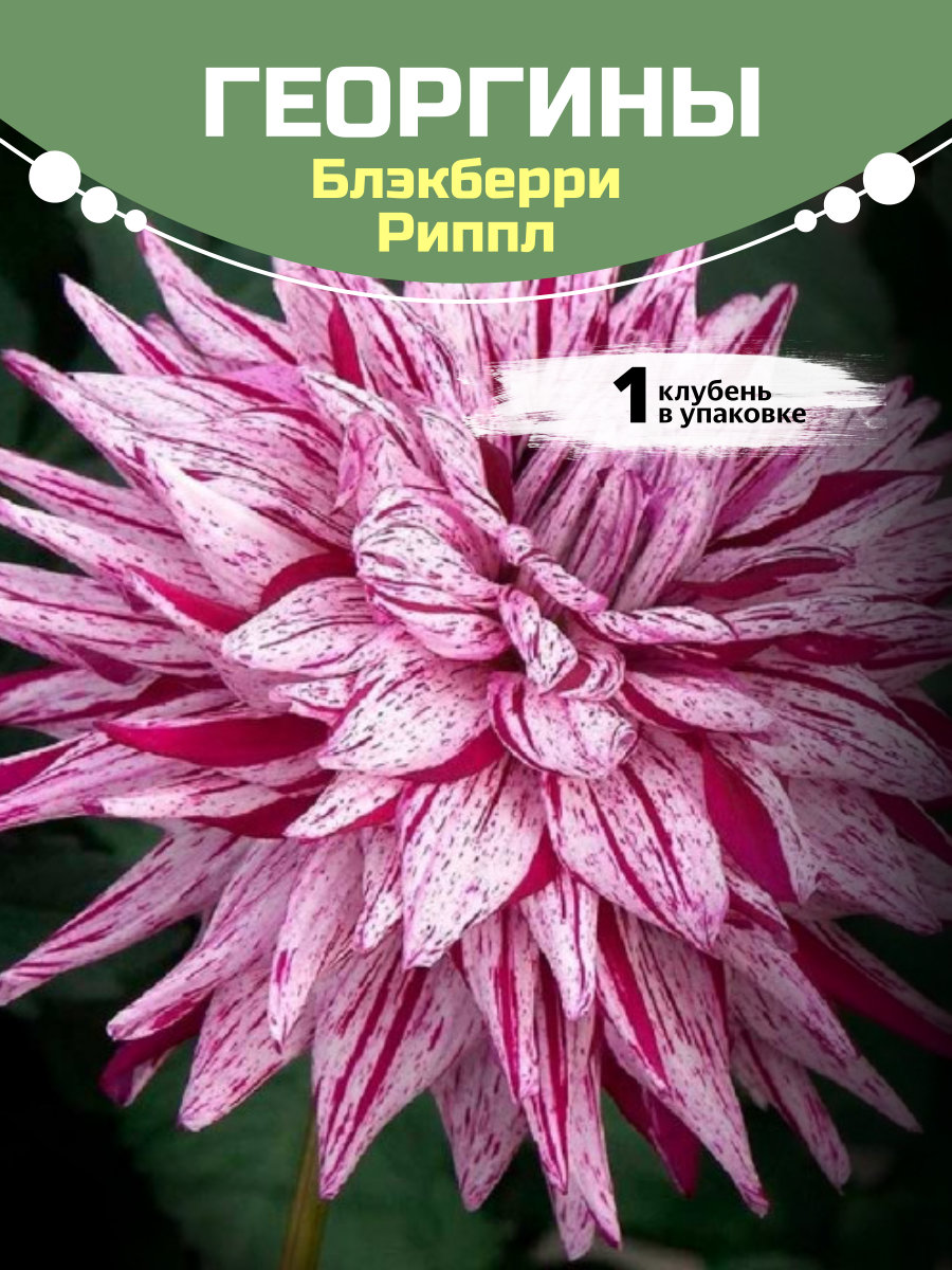 Георгины Блэкберри Риппл