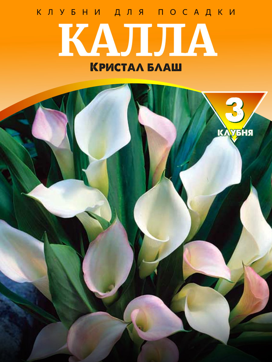 Калла Кристал Блаш