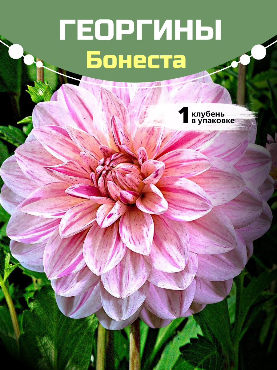 Георгины Бонеста
