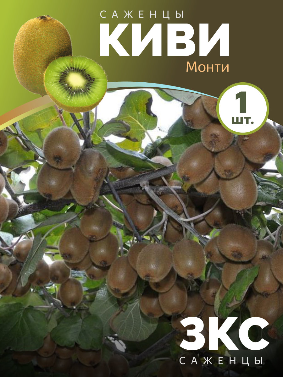 Киви Монти Киви Монти — изображение 1