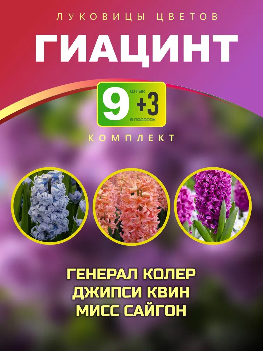 1 - 2025-09-23T205701.946_11zon Комплект луковиц гиацинтов 12шт — изображение 1