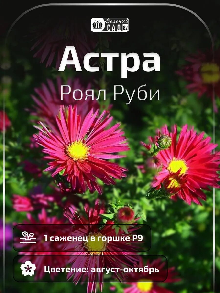 1 - 2025-09-25T201459.850_11zon Астра Роял Руби саженец ЗКС — изображение 1