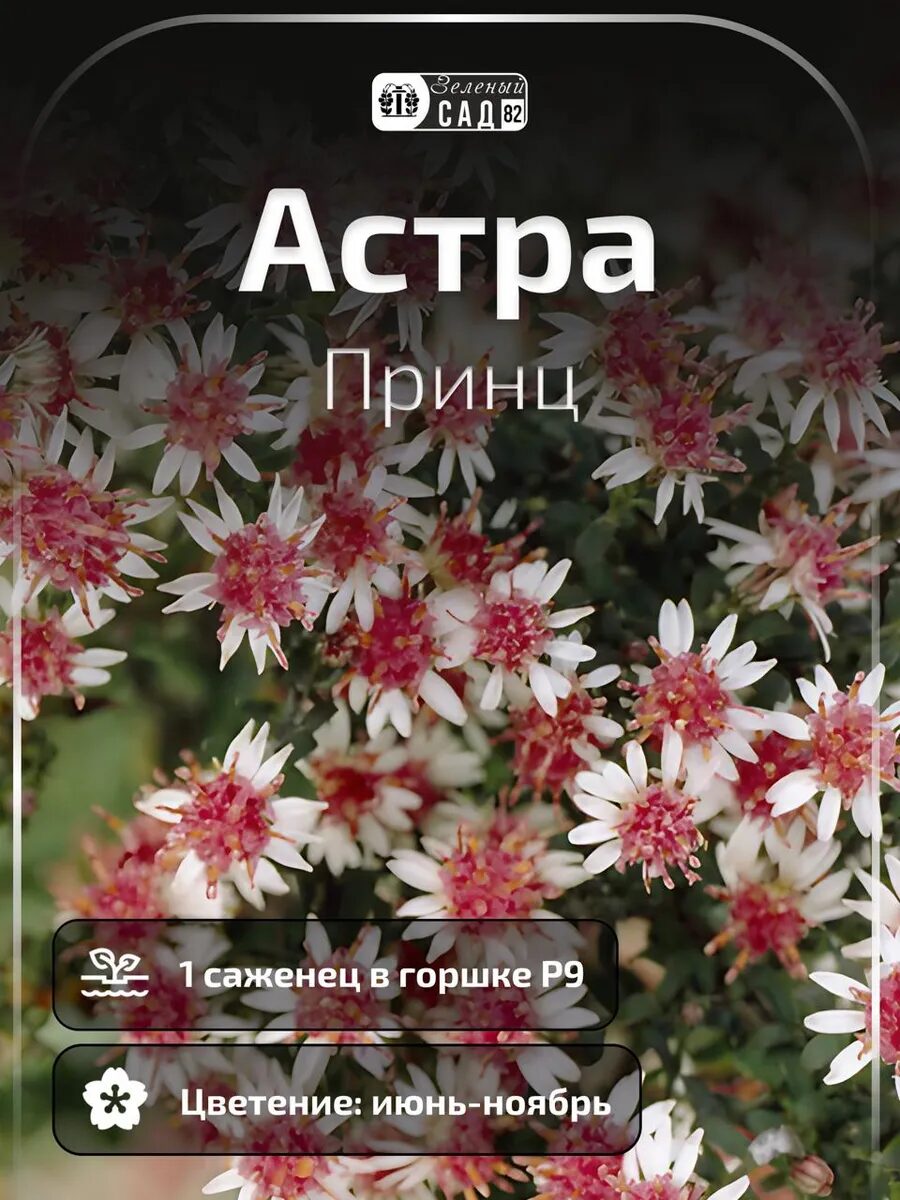 1 - 2025-09-25T201904.793_11zon Астра Принц саженец ЗКС — изображение 1