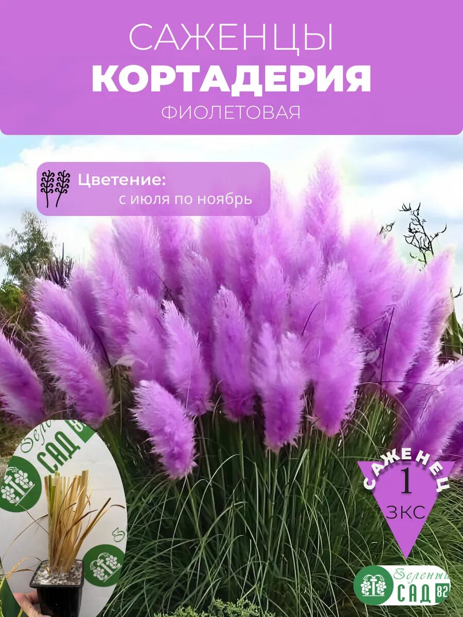1 - 2025-09-25T205039.965_11zon Кортадерия фиолетовая саженец ЗКС — изображение 1