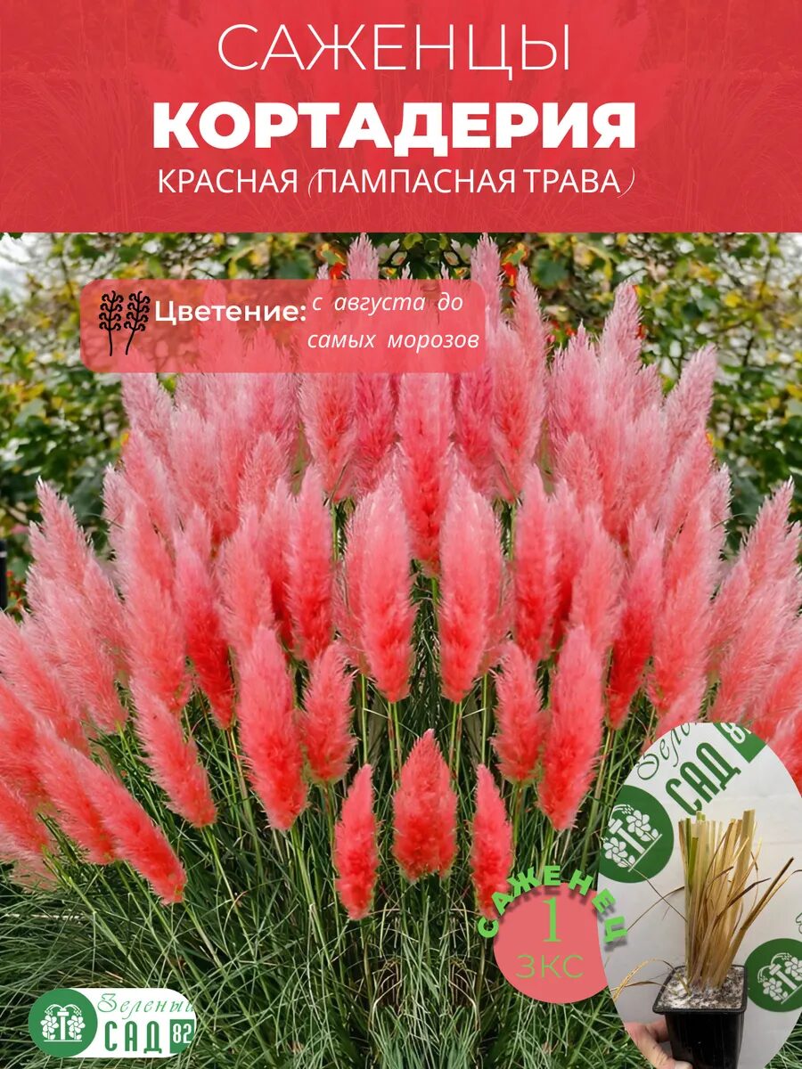 1 - 2025-09-25T205314.105_11zon Кортадерия красная саженец ЗКС — изображение 1