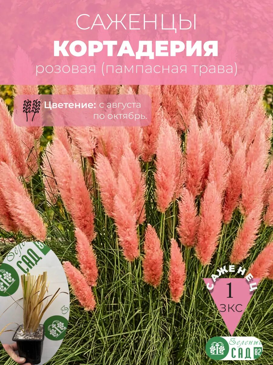 1 - 2025-09-25T205510.201_11zon Кортадерия розовая саженец ЗКС — изображение 1