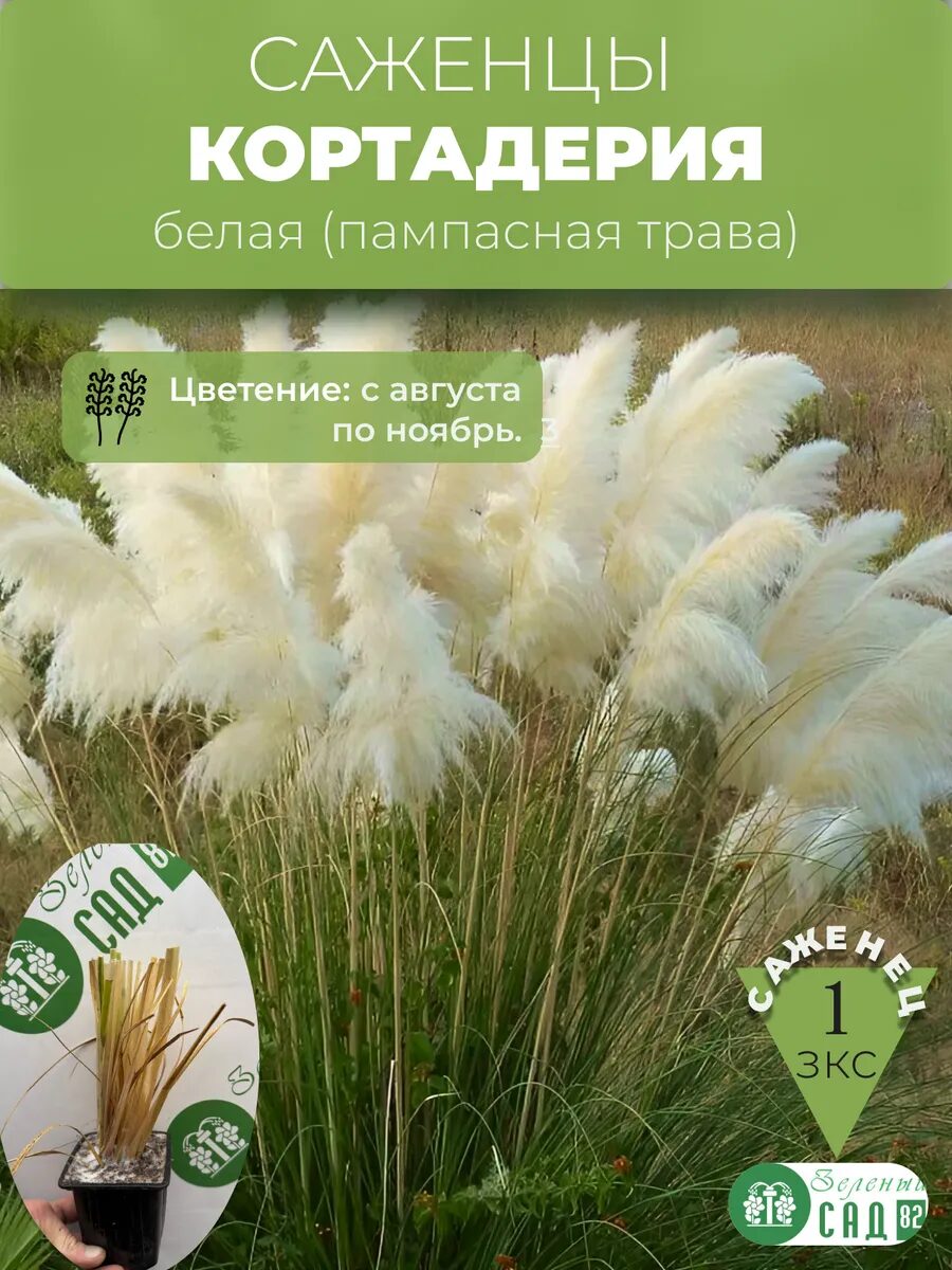 1 - 2025-09-25T205644.440_11zon Кортадерия белая — изображение 1