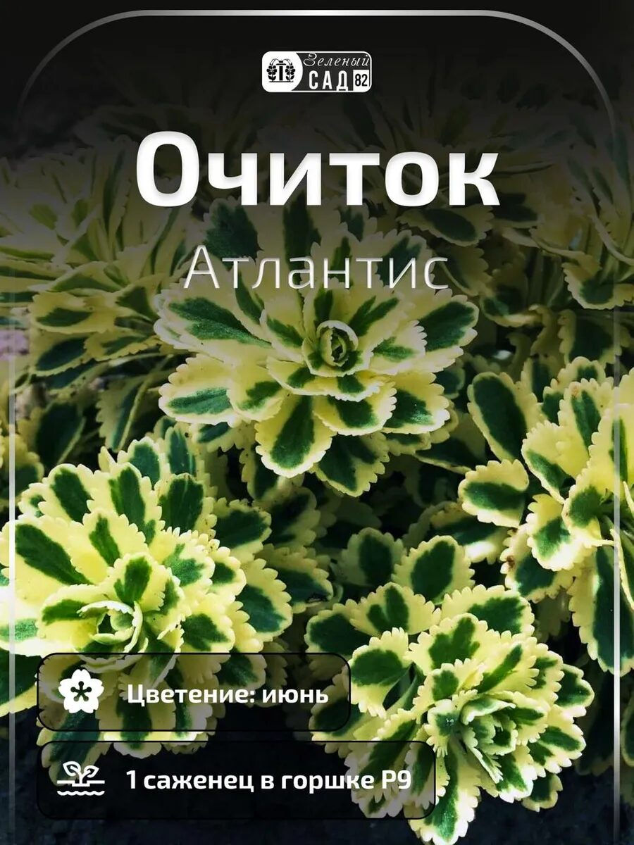 1 - 2025-09-27T183102.951_11zon Очиток Атлантис — изображение 1