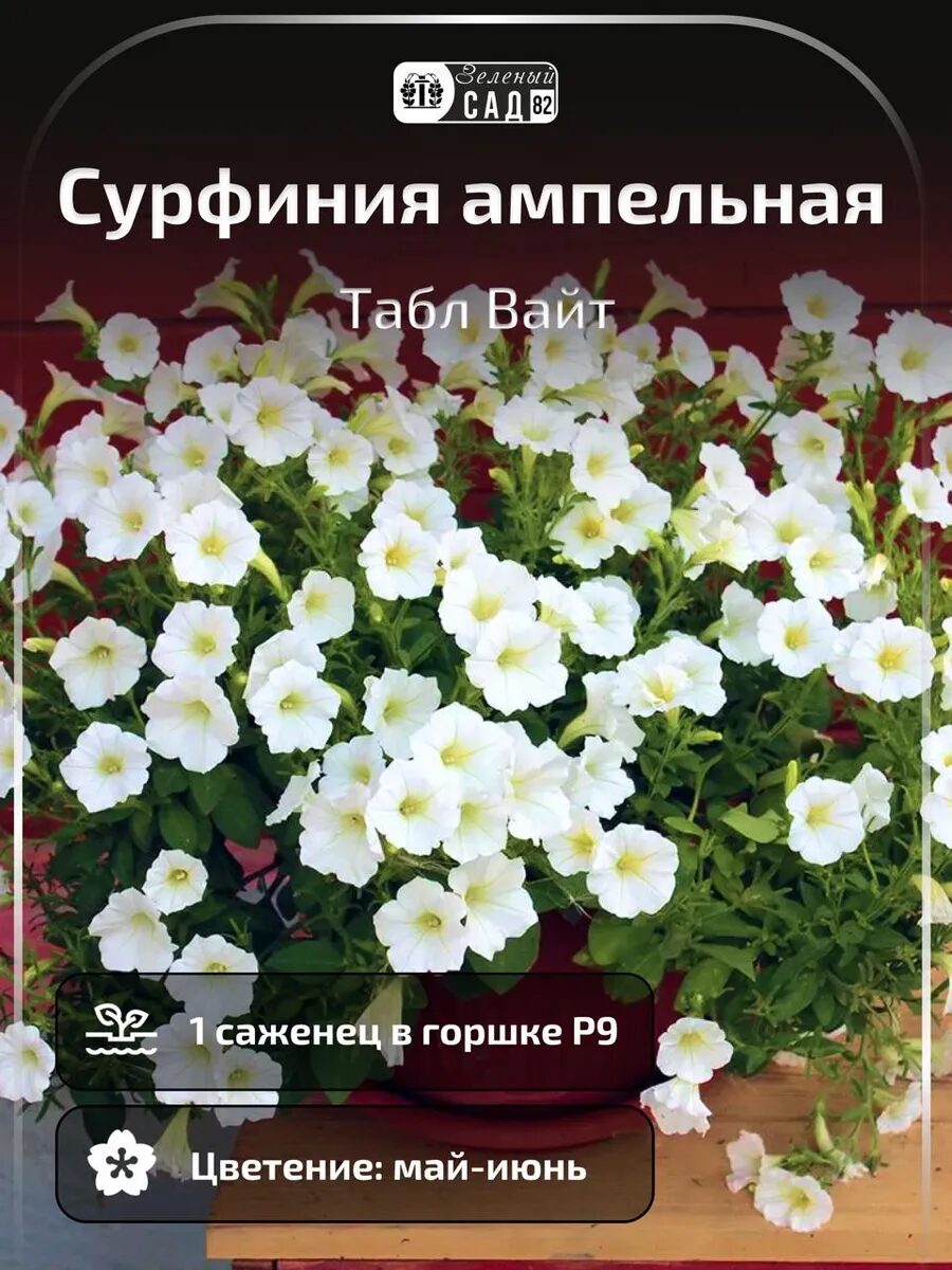1 - 2025-09-27T184643.749_11zon Петуния Сурфиния ампельная Табл вайт — изображение 1