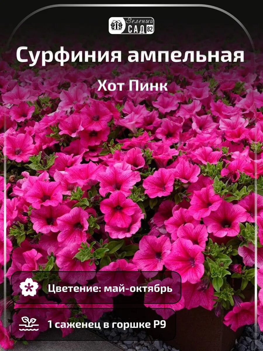 1 - 2025-09-27T185200.582_11zon Петуния Сурфиния ампельная Хот Пинк — изображение 1