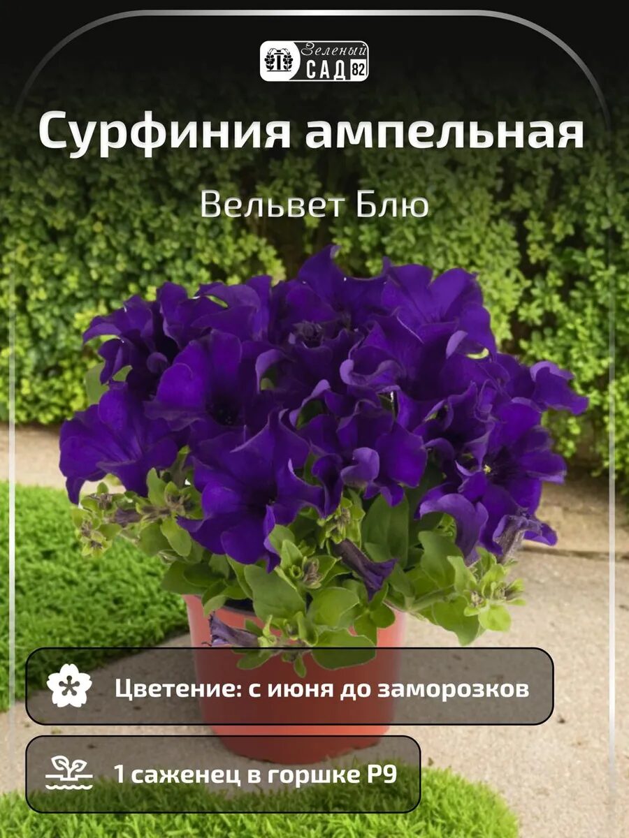 1 - 2025-09-27T190733.850_11zon Петуния Сурфиния ампельная Вельвет Блю — изображение 1
