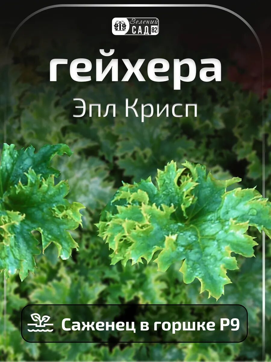 1 (45)_11zon Гейхера Эппл Крисп саженец ЗКС — изображение 1
