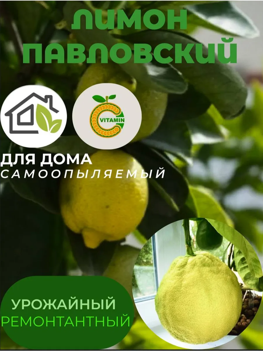 1 (52)_11zon Лимон Павловский Саженец ЗКС — изображение 1