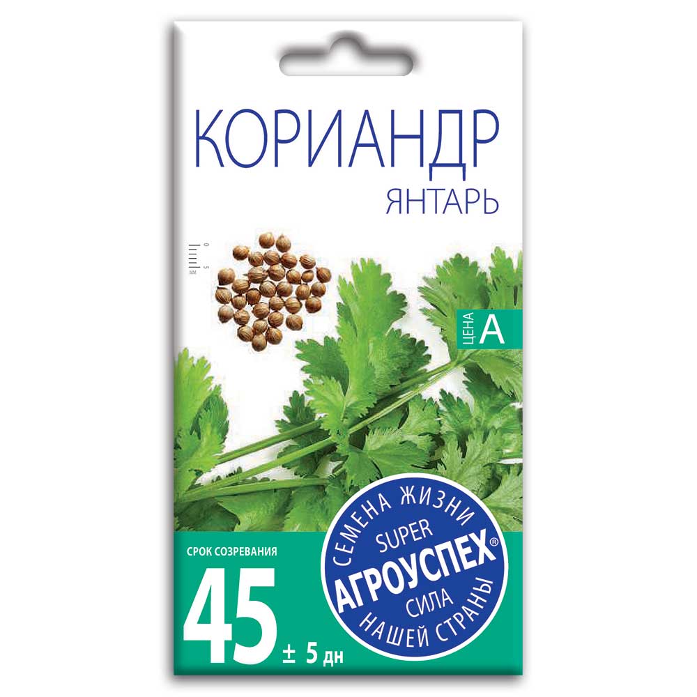 кориандр1 Семена Кориандра "Янтарь" — изображение 1
