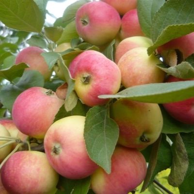 Яблоня «Алёнушка»