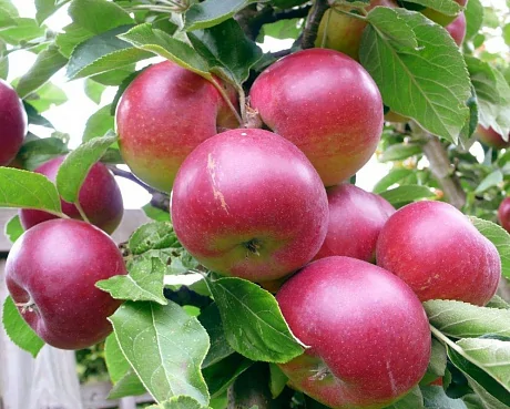 Яблоня «Фаворит»