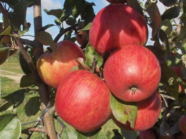 Яблоня «Персиковое»